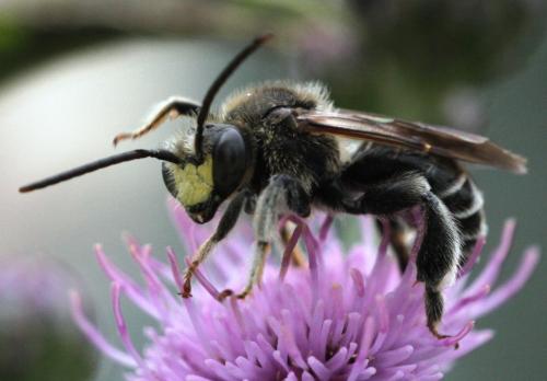 Macropis europaea